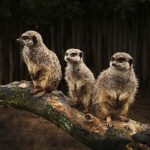 hd-masaustu-fotograflari (22)