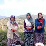 ozel-haber-uludag-in-yediveren-cilegi-150-der-7720690_x_o[1]