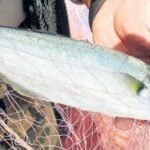 1-ag-atti-kilosu-45-liralik-2-bin-lufer-avladi-7798416_4520_m[1]