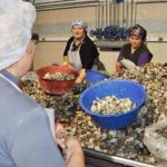 sinop-tan-uzak-dogu-ya-deniz-salyangozu-ihrac-2-7786496_x_o[1]