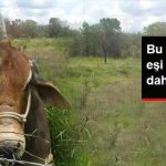 bu-boganin-bir-esi-benzeri-daha-yok_x_7929928_549_z7[1]