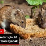 koca-ulke-fareler-icin-20-milyon-dolar-harcayacak_x_8644431_5692_z2[1]