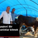 saticilar-da-saskin-bir-sehirde-kurbanliklar_x_8766015_4412_z21