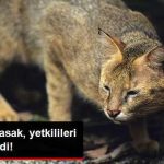 avlanmasi-yasak-yetkilileri-alarma-gecirdi_x_9071512_9457_z21