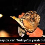 dunyada-az-sayida-var-turkiye-de-yarali-bulundu_x_9094737_1550_z11