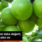 bir-kilo-erik-mi-daha-degerli-yoksa-yarim-altin_9204781_1151_z2[1]