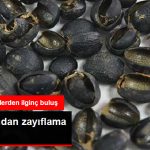 bocek-zirhindan-zayiflama-hapi-gelistirildi_9158951_9135_z2.jpg