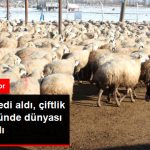 devletten-kredi-aldi-ciftlik-kurdu-bir-gunde_9159168_818_z2.jpg