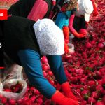 tarlada-50-kurus-istanbul-da-3-lira_9164289_776_z5.jpg