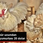 dunyanin-obur-ucundan-getirdi-tek-yumurtasi-20_9266373_9944_z2.jpg