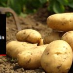 hukumet-patates-fiyatlarini-dusurmek-icin-ilk_10979251_7910_z5[1]