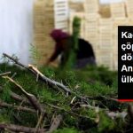 Orman Çöplerinden Noel Çelenkleri Yapıp 20 Ülkeye İhraç Ediyorlar