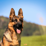 Köpek Eğitim Merkezi Köpek Eğitimi