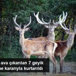 İhaleyle Ava Çıkarılan 7 Geyik Mahkeme Kararıyla Kurtarıldı
