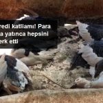 Çiftlik Kredisi Çekmek için Aldığı Kaz ve Tavuklar Açlık ve Susuzluktan Öldü