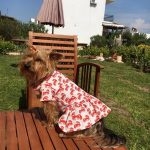 Köpeklerinizi Özel Oliandlui Ürünleri