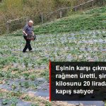 Artvin'de Çilek Üretimine Başladı, Şiparişlere Yetişemiyor