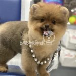 Pomeranian Irkı Özellikleri