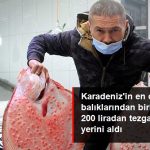 Sinop'ta Kalkan Balığının Kilosu 200 Lirayı Buluyor